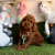 toy poodle bebekler